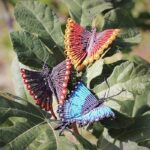 broche originale femme papillon multicolore mia provence