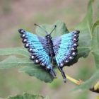 broche originale femme papillon multicolore bleu