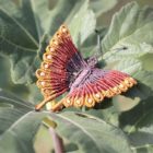 broche originale femme papillon multicolore jaune
