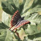 broche originale femme papillon multicolore marron