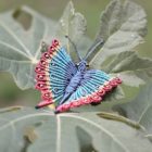 broche originale papillon multicolore